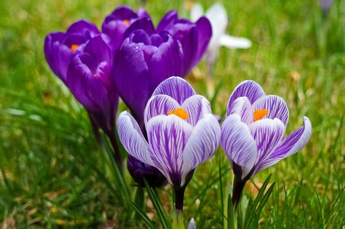 Foto von Pixabay: https://www.pexels.com/de-de/foto/lilane-blumen-355663/